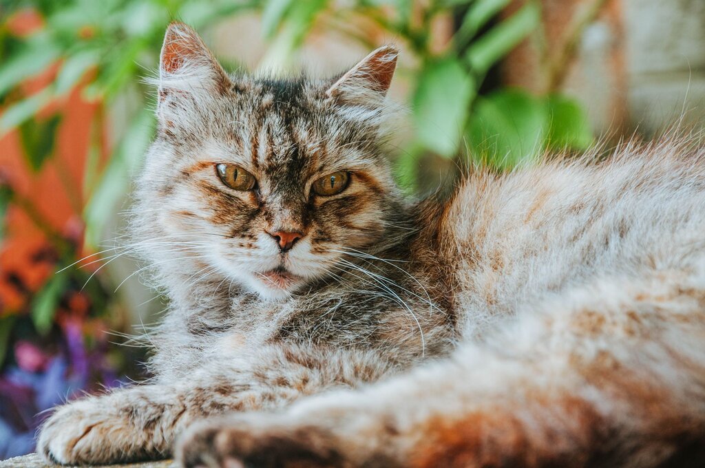 senior cat resting outdoors