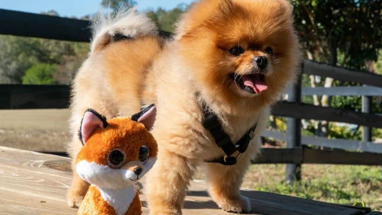pomeranian outdoors wearing harness standing next to fox toy