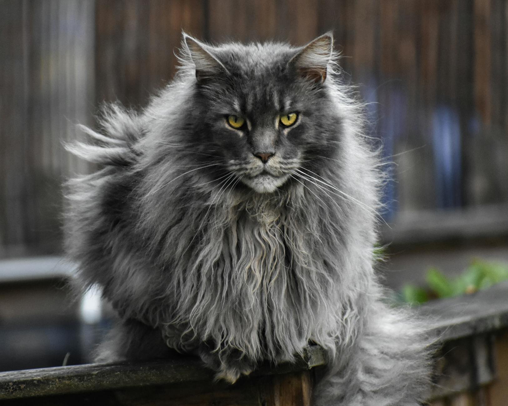 black and grey maine coon cat 