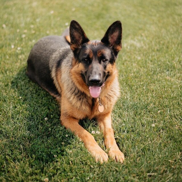 german shepherd lying in grass