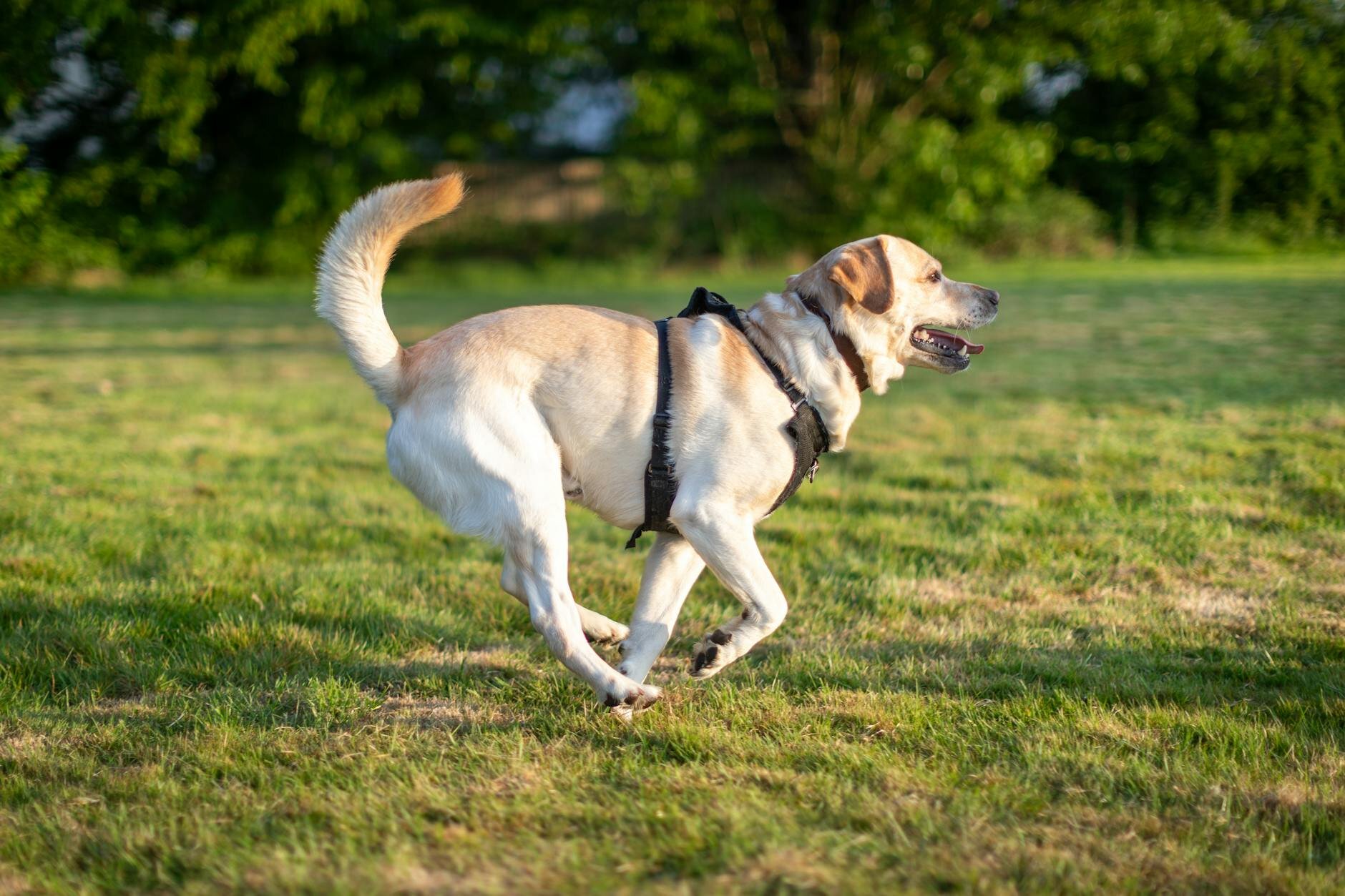 labrador running in harness