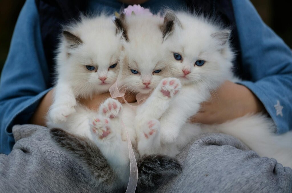 3 kittens being held on lap