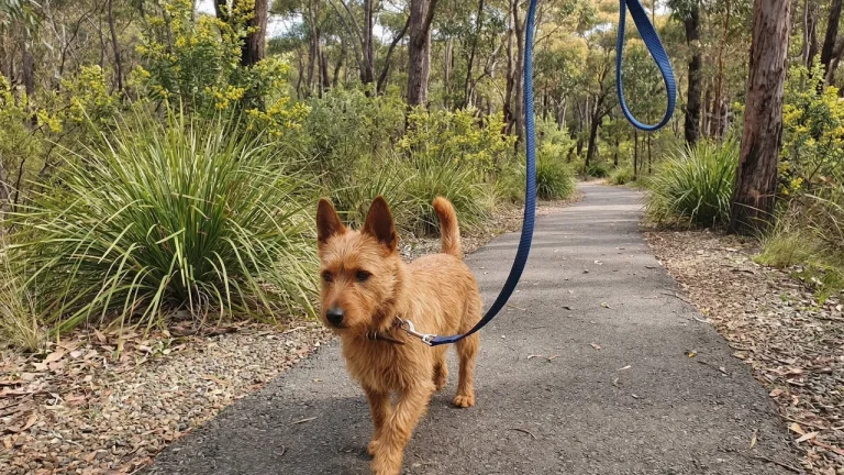 aussie terrier walking on a lead