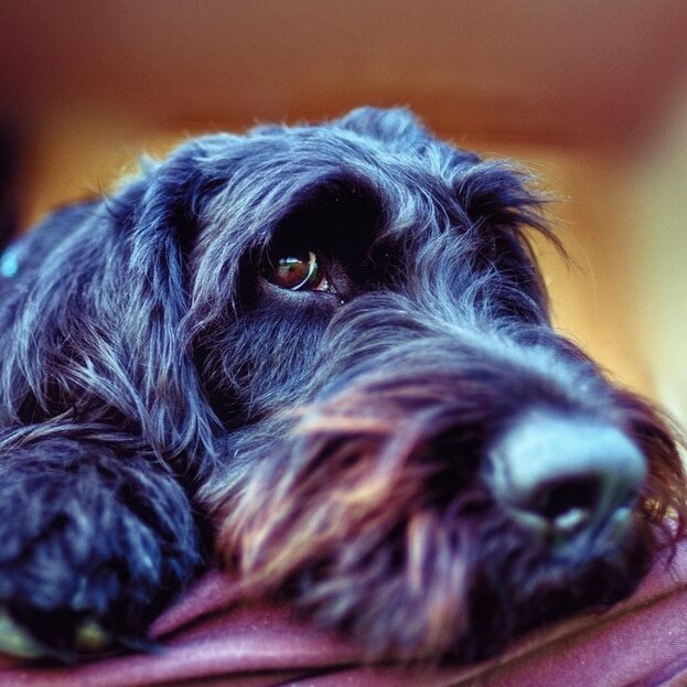 labradoodle laying with head on bed