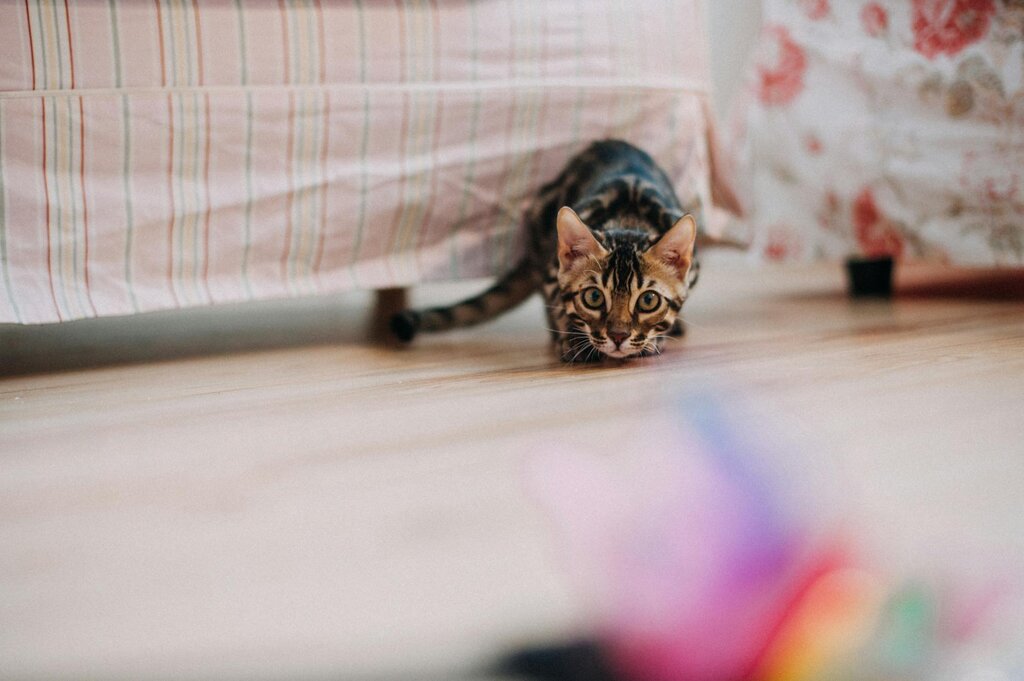 cat stalking toy