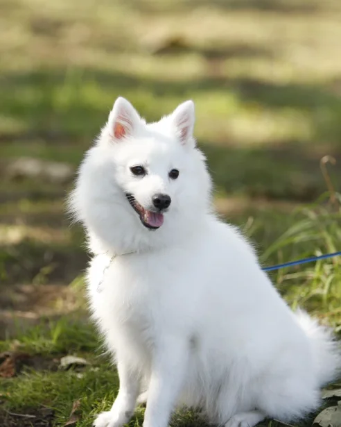 japanese spitz in park