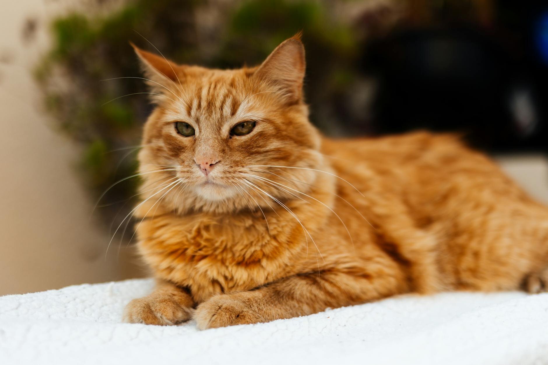 ginger cat lying on blanket