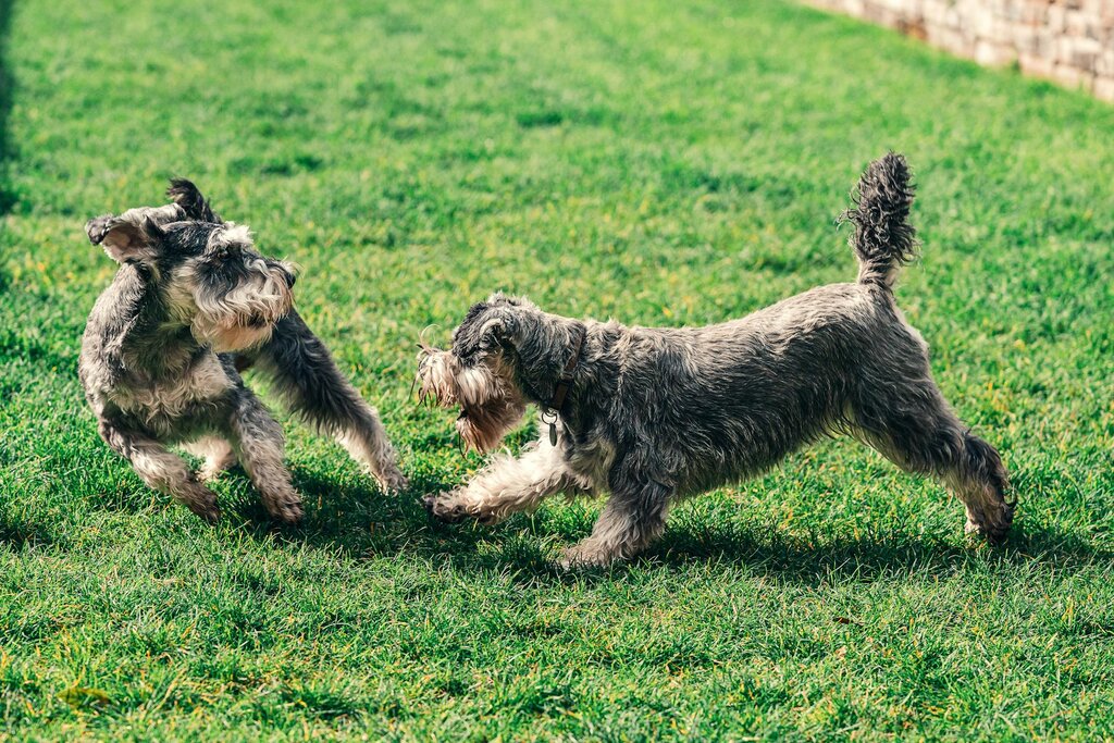 2 schnauzers playing on grass