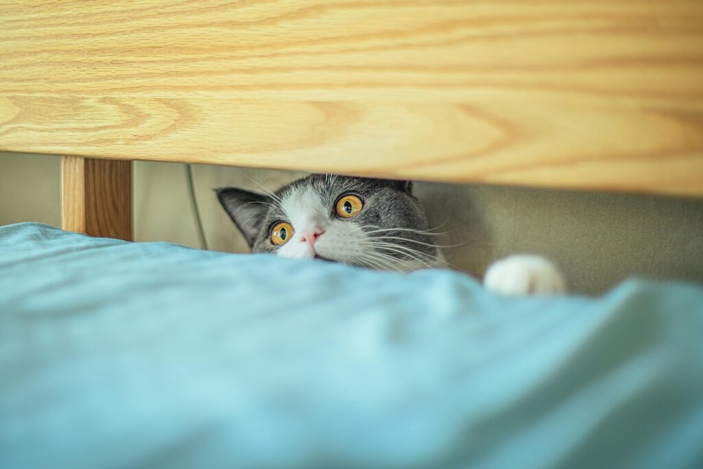 cat hiding behind bed