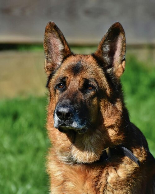 alert german shepherd