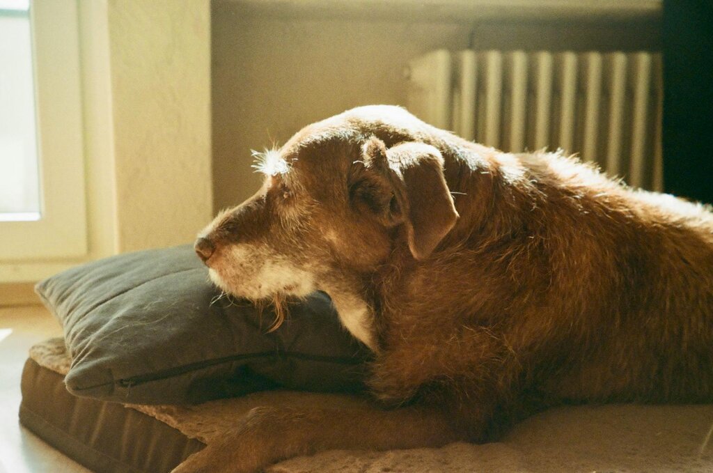 old brown dog lying down indoors on a cushion