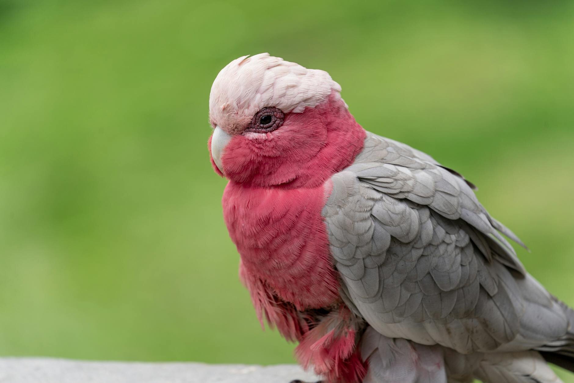 a galah
