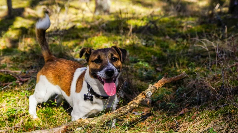 jack russell playing in woodland