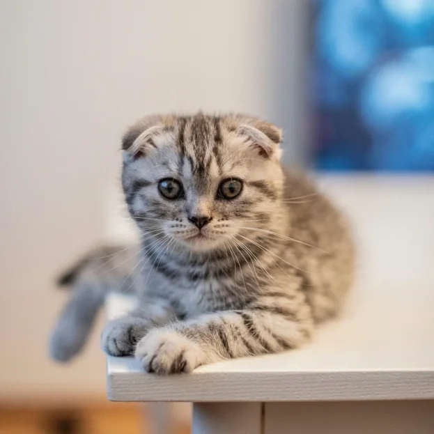 scottish fold kitten lying on bench