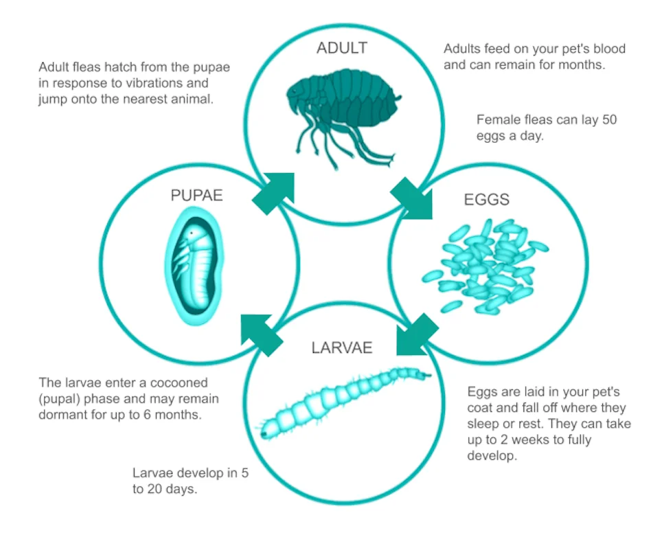 flea lifecycle