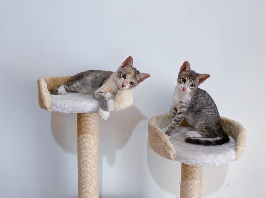 two older kittens sitting in cat trees 