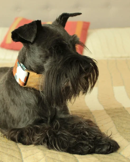 schnauzer relaxing on bed