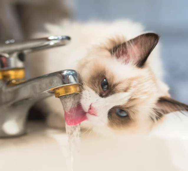 ragdoll drinking water from a tap