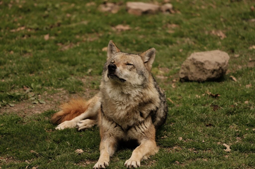 wolf lying on grass
