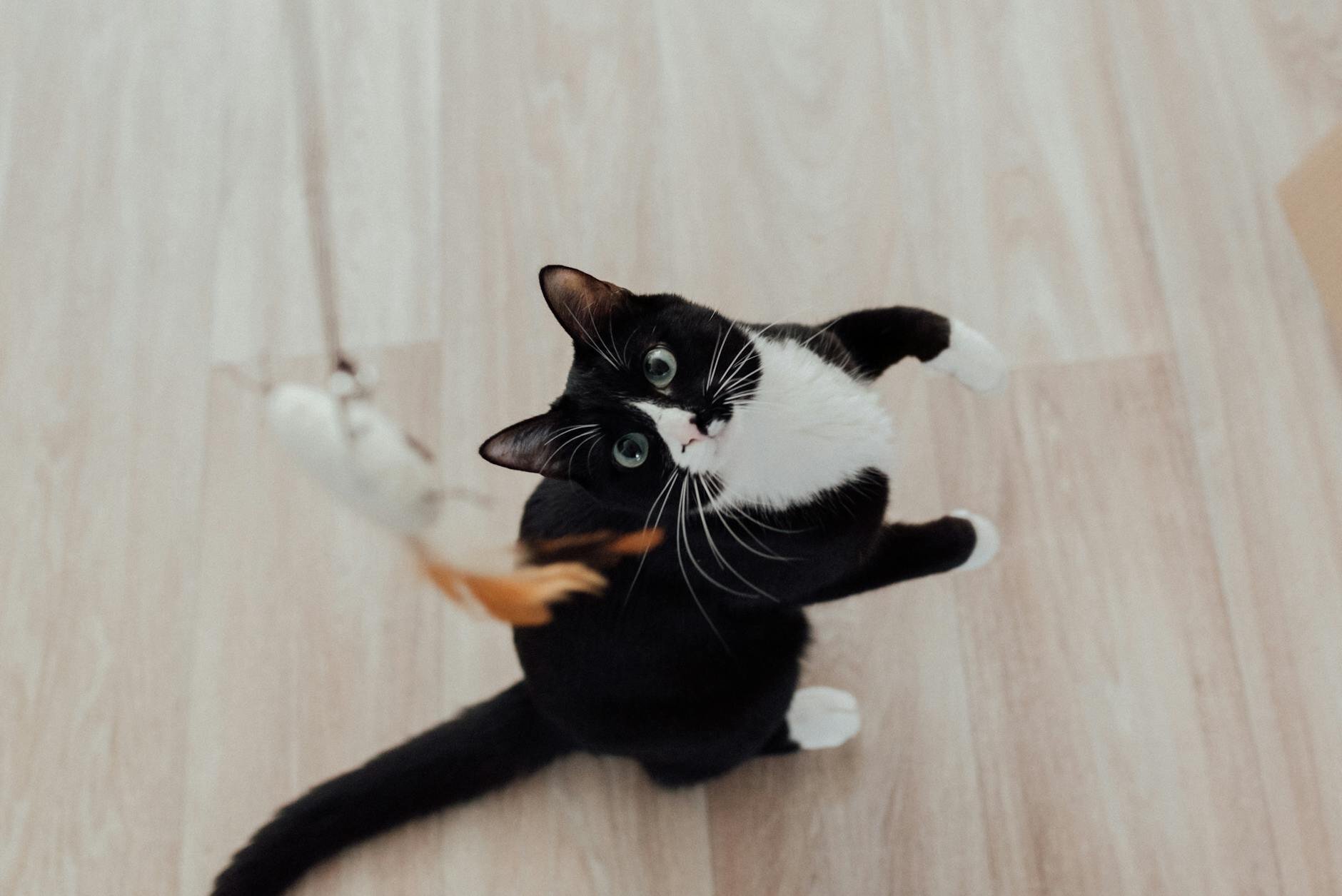 black and white cat standing on backlegs to reach teaser toy