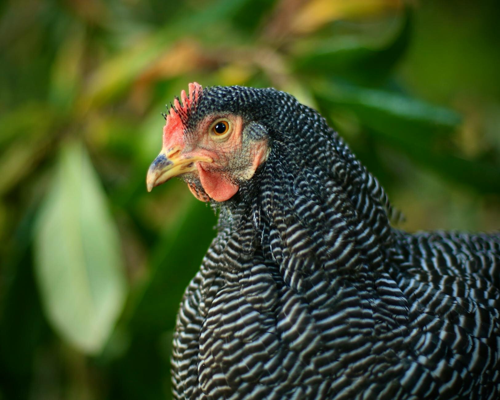 plymouth rock hen