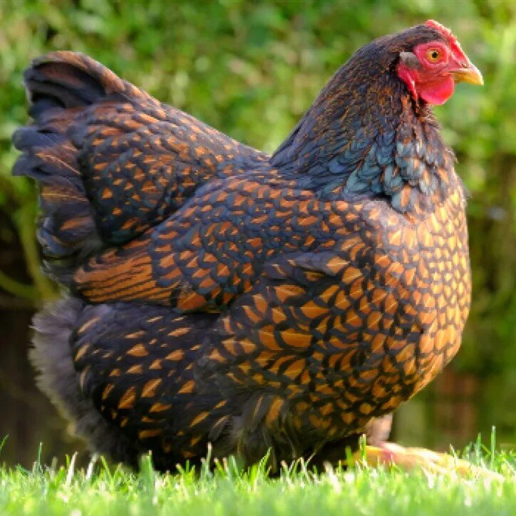 wyandotte chicken