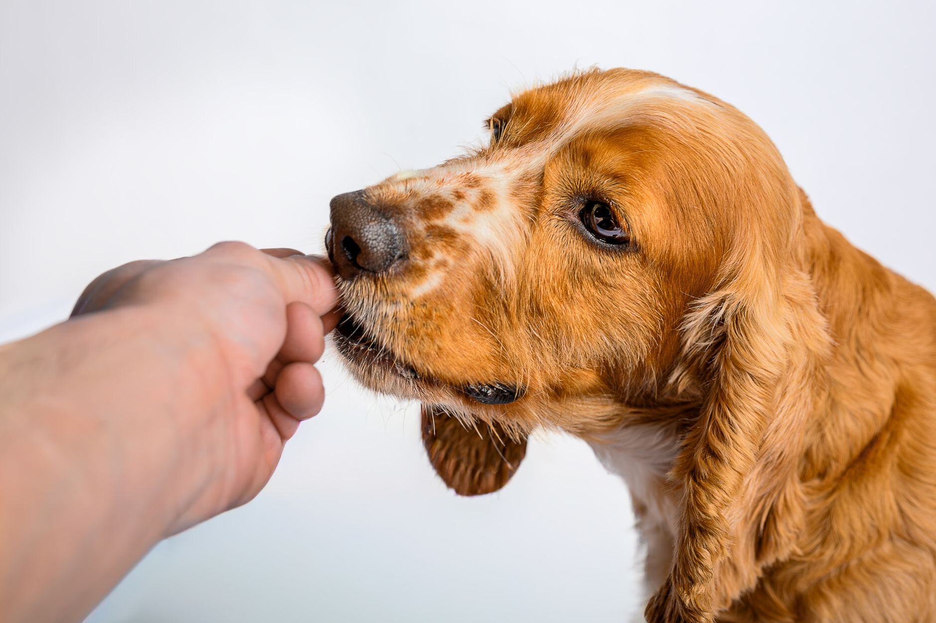dog taking a tablet from humans hands