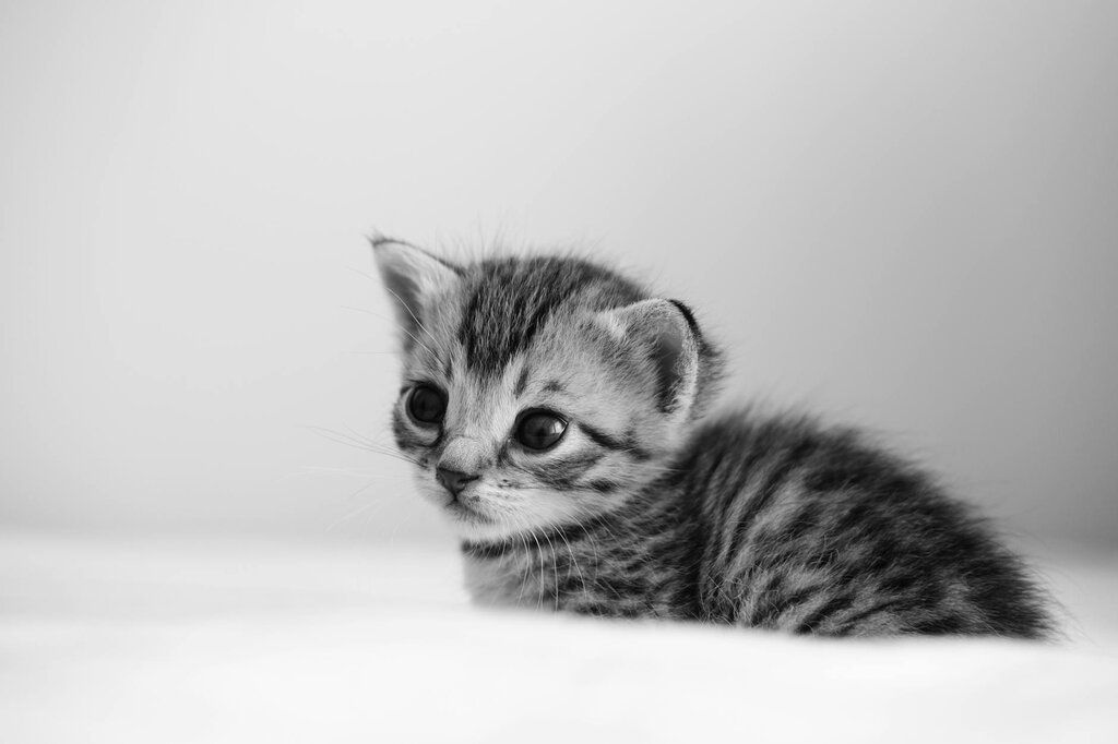 black and white image of young kitten