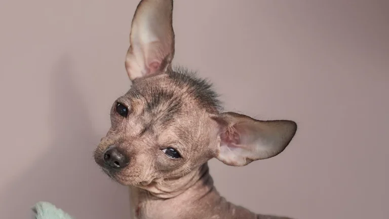 sleepy Xoloitzcuintli puppy 