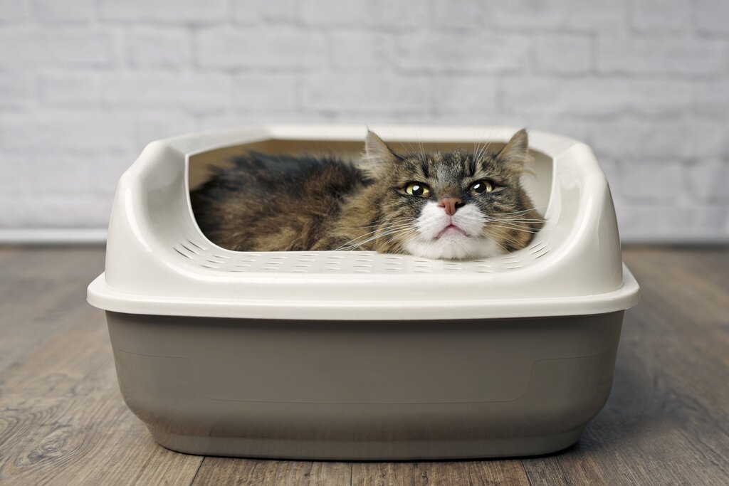 cat sitting in litter box