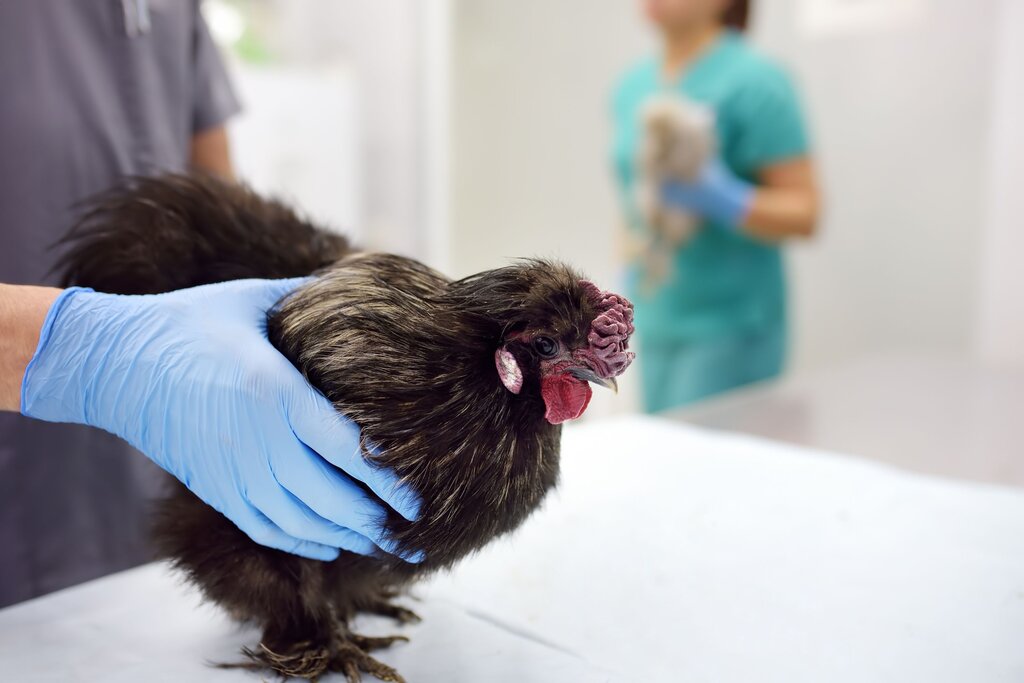 a black bantam chicken being assessed at the vet