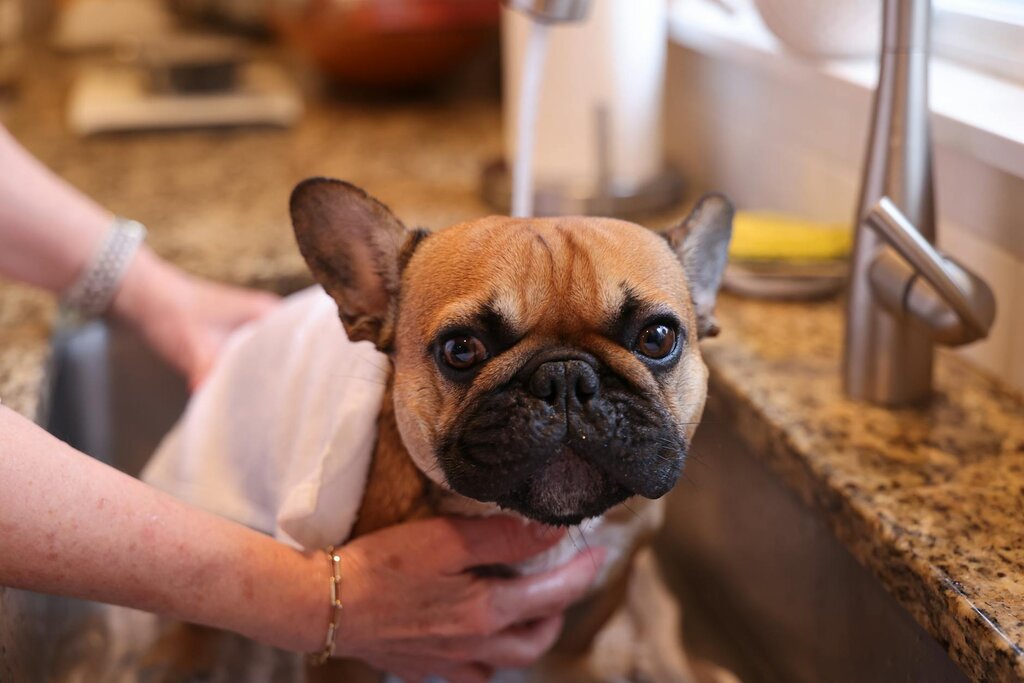 brown french bulldog getting a bath