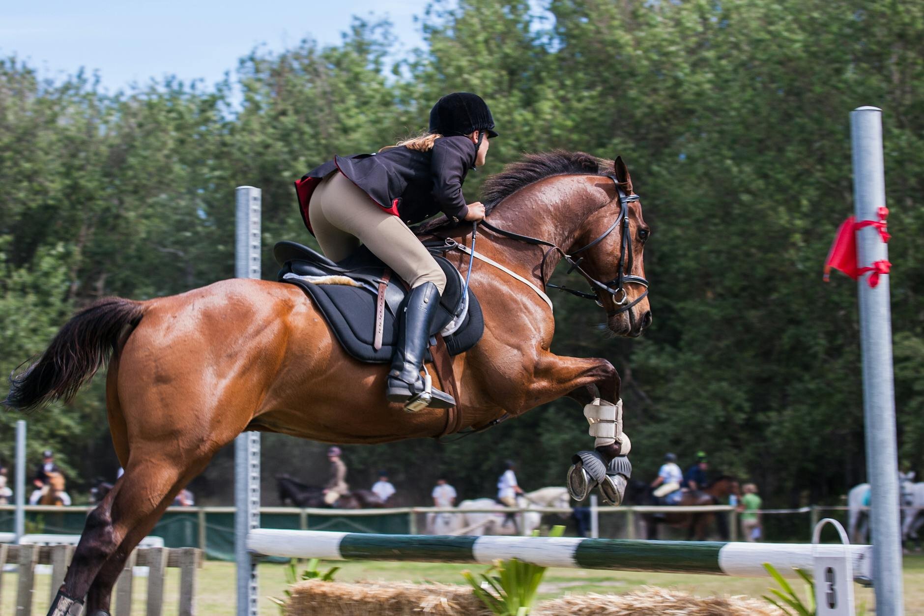 horse and rider show-jumping