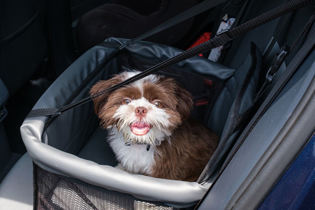 cute dog in car booster seat