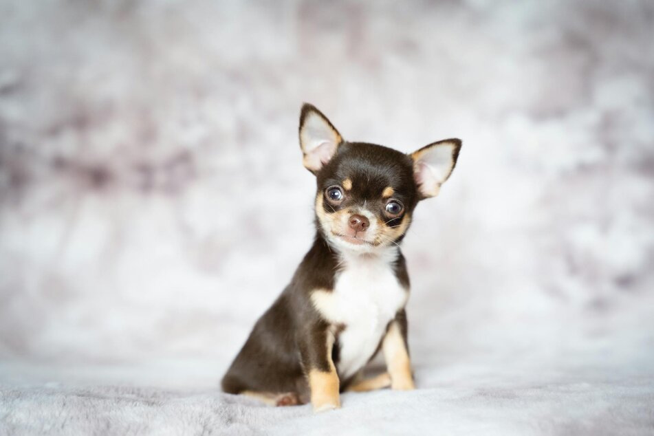 chihuahua puppy on grey background