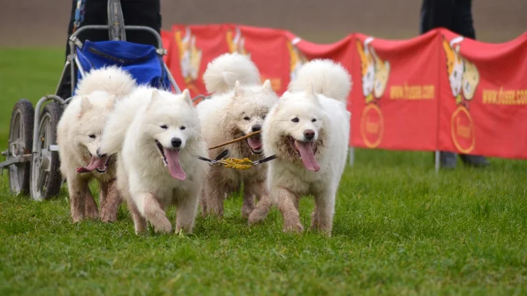 samoyeds pulling sled