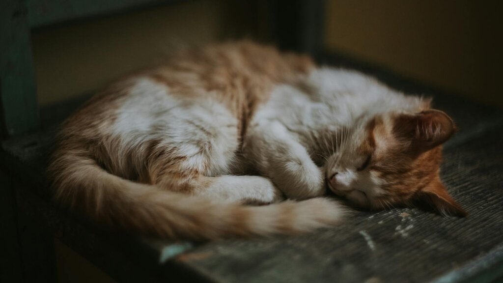 cat sleeping