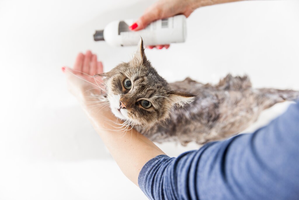 tabby cat in the bath being washed 
