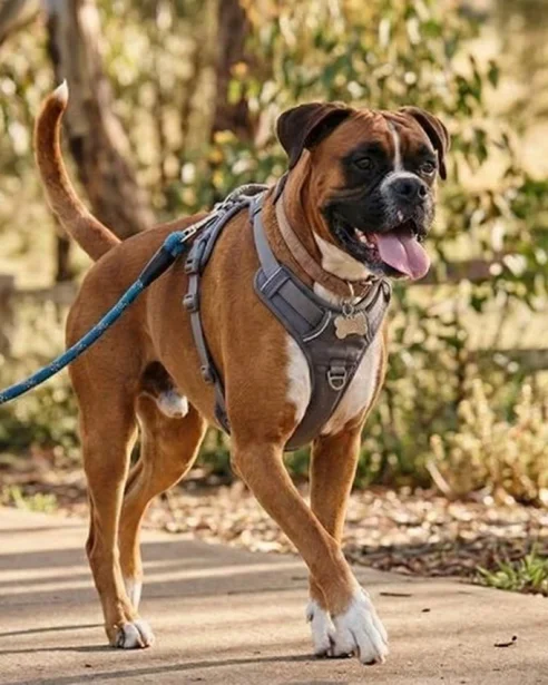 boxer-on-a-walk