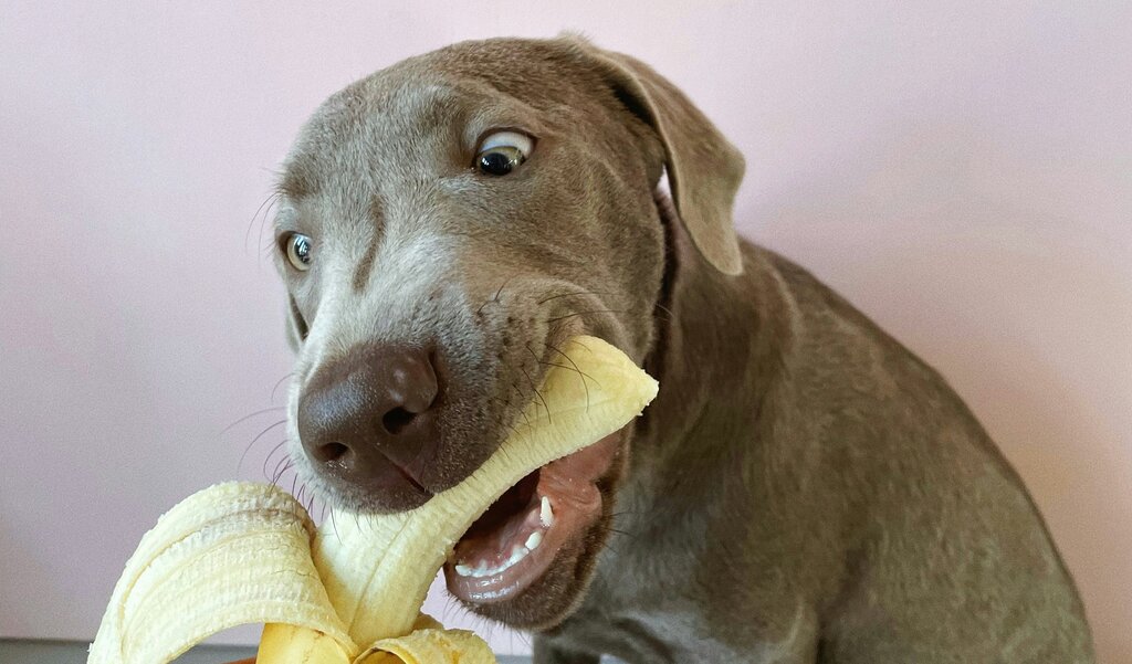 dog eating banana