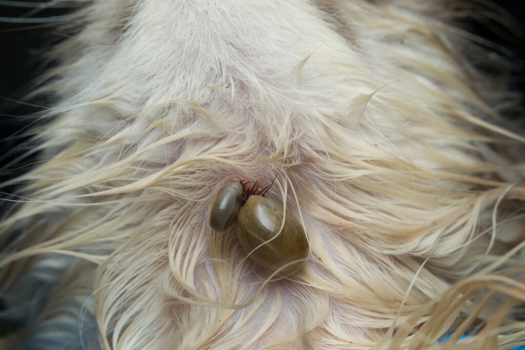 paralysis ticks attached to a pet