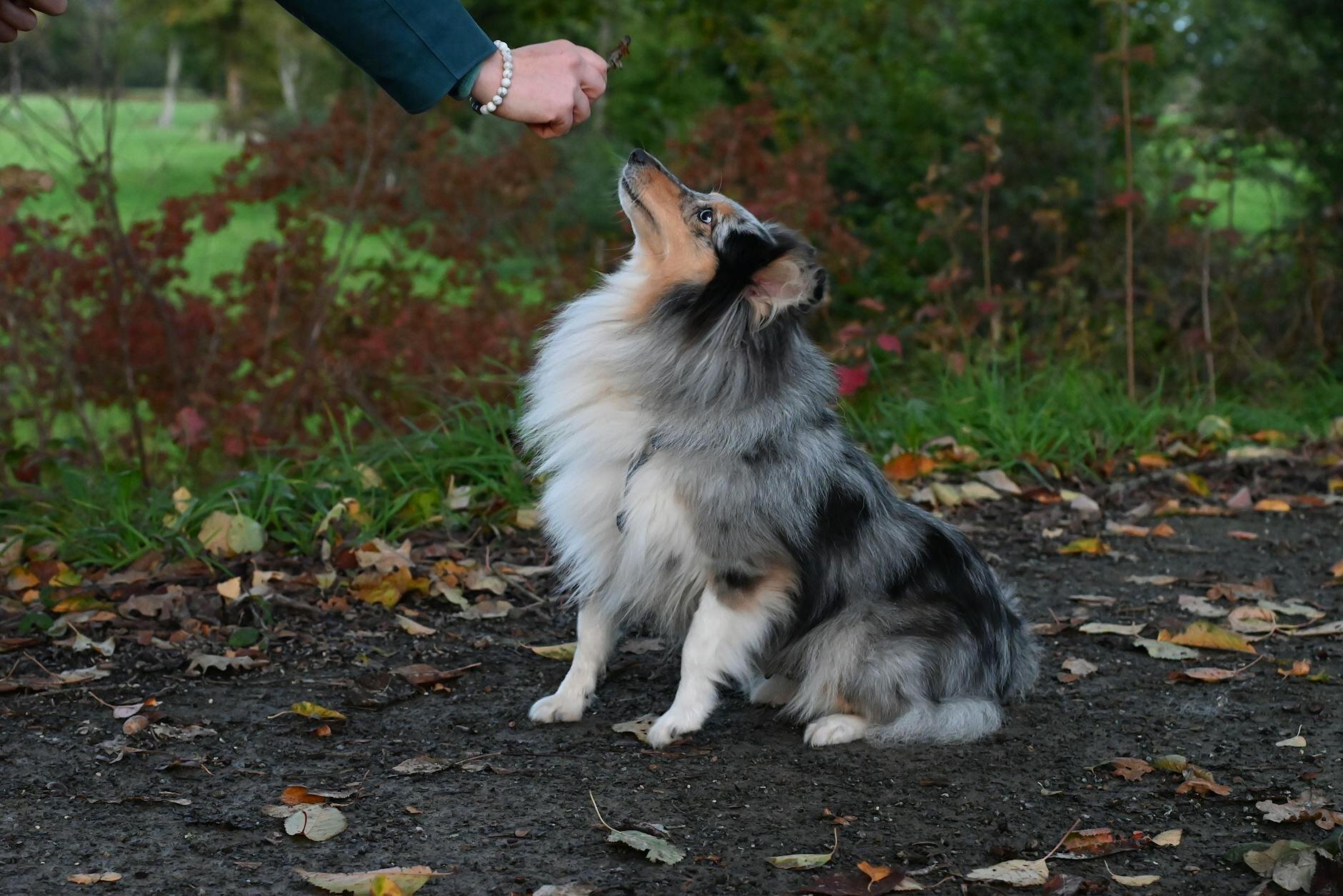 rough collie training
