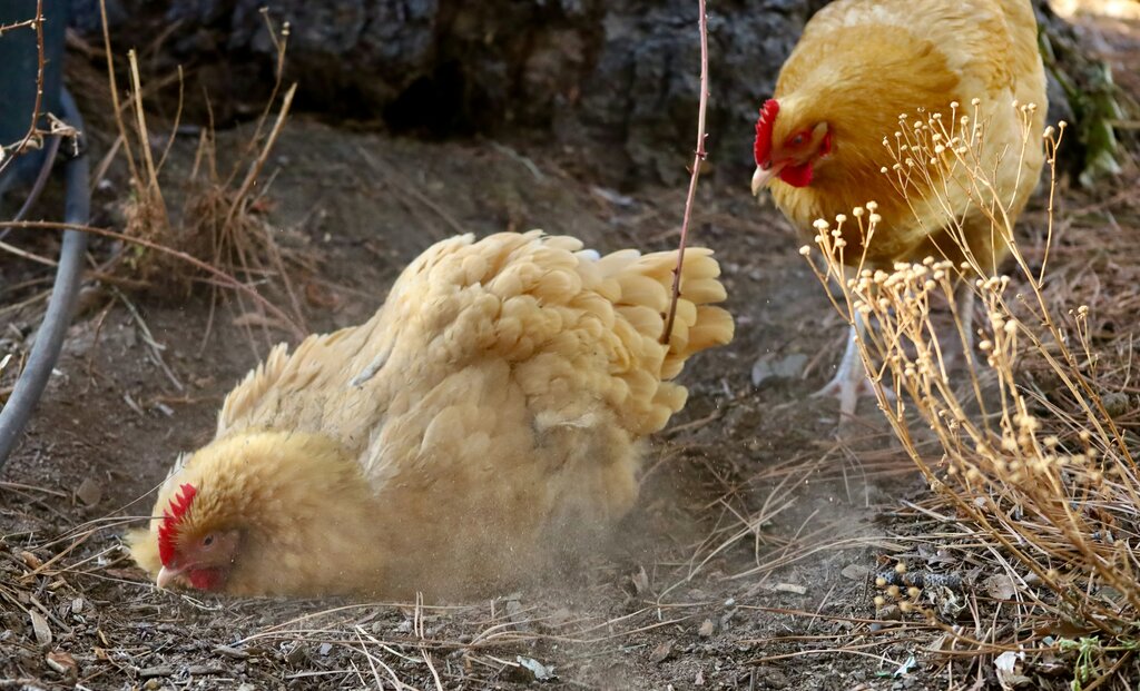chicken having dust bath