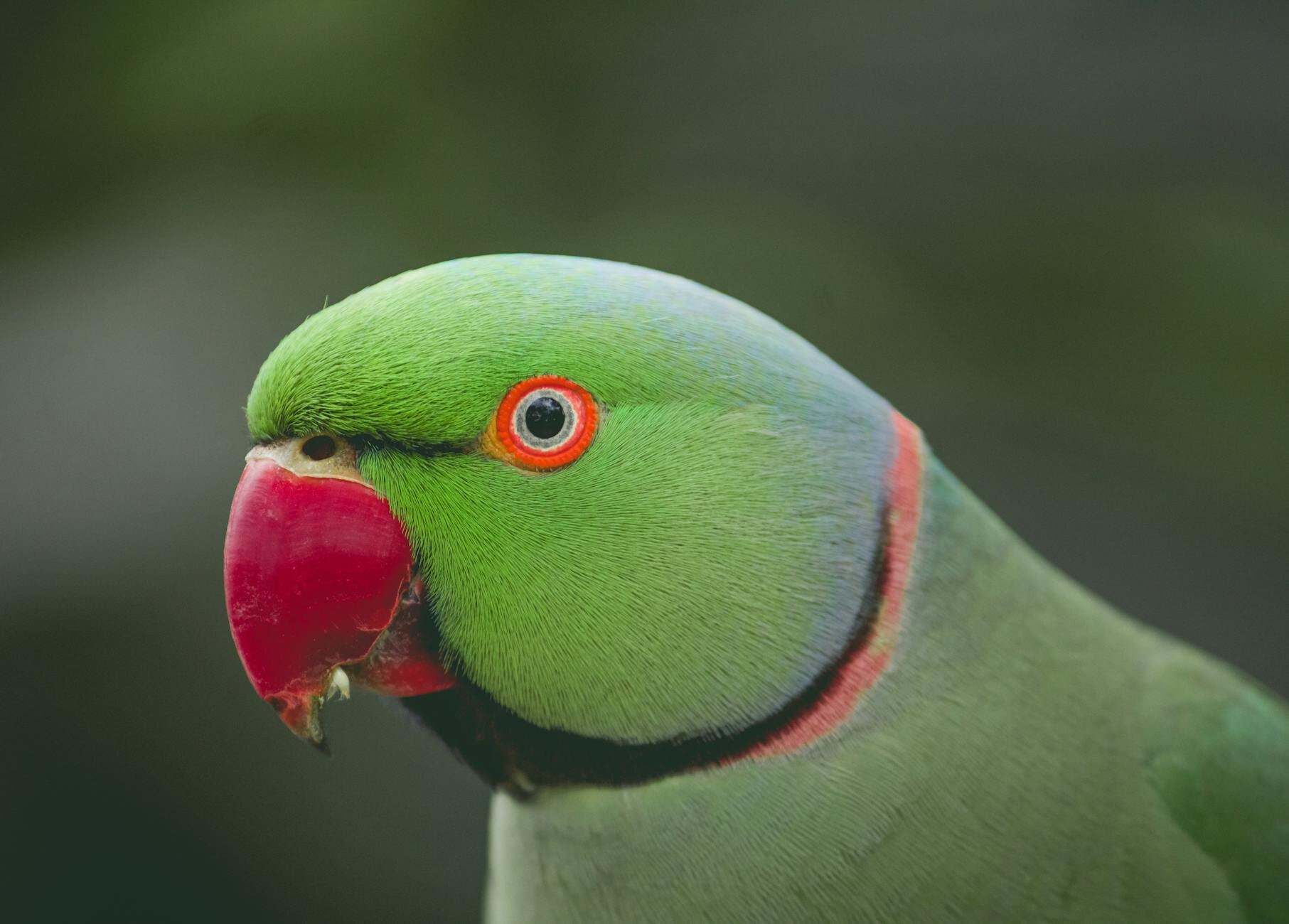 close up of ringneck