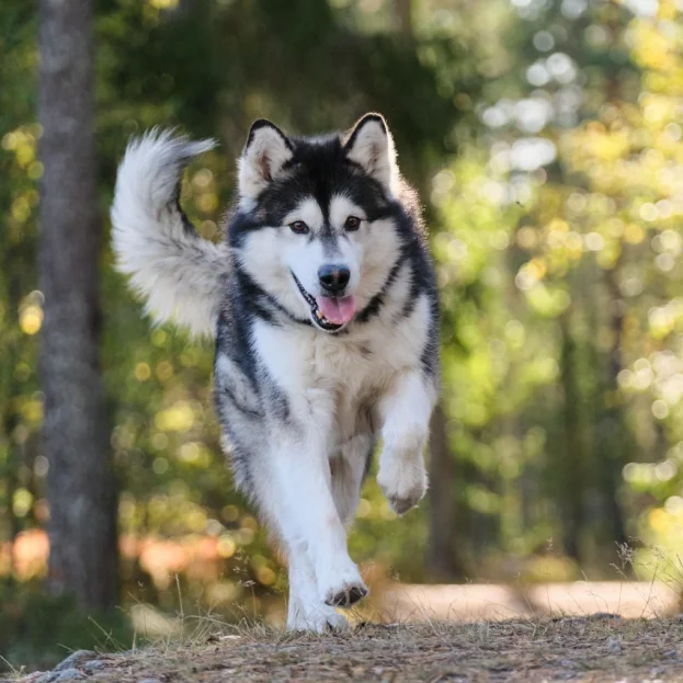 Alaskan Malamute running outdoors
