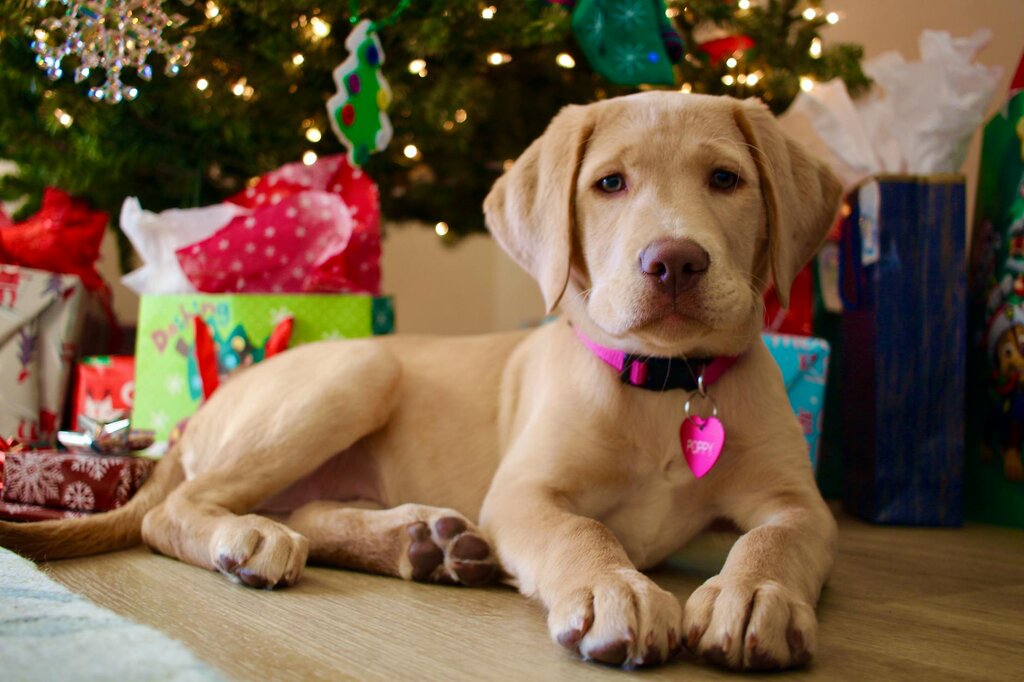 puppy wearing pink collar and tag in front of Christmas tree