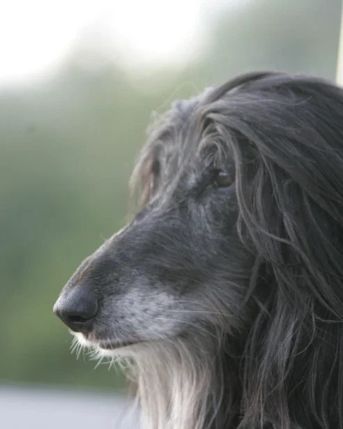 senior afghan hound
