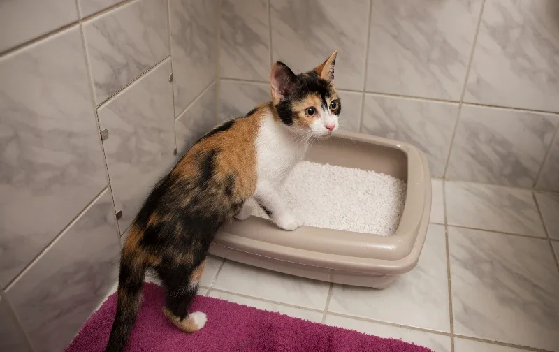 torite kitten stepping into litter tray