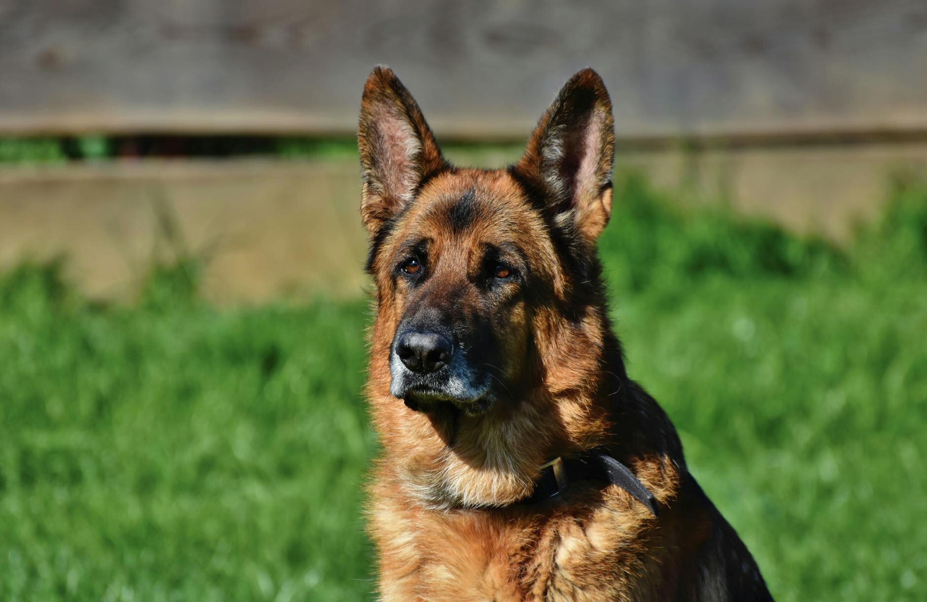 alert german shepherd