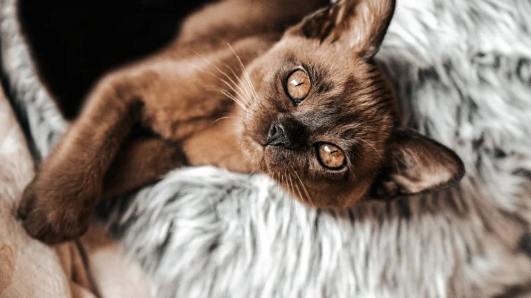 burmese cat resting on fluffy bedding